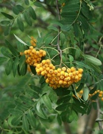 Sorbus aucuparia Xanthocarpa	KELTAMARJAPIHLAJA